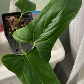 Photo of the plant species Anthurium Dark Phoenix x PanaMama by @BonusTaraire85 named Peter Parker on Greg, the plant care app