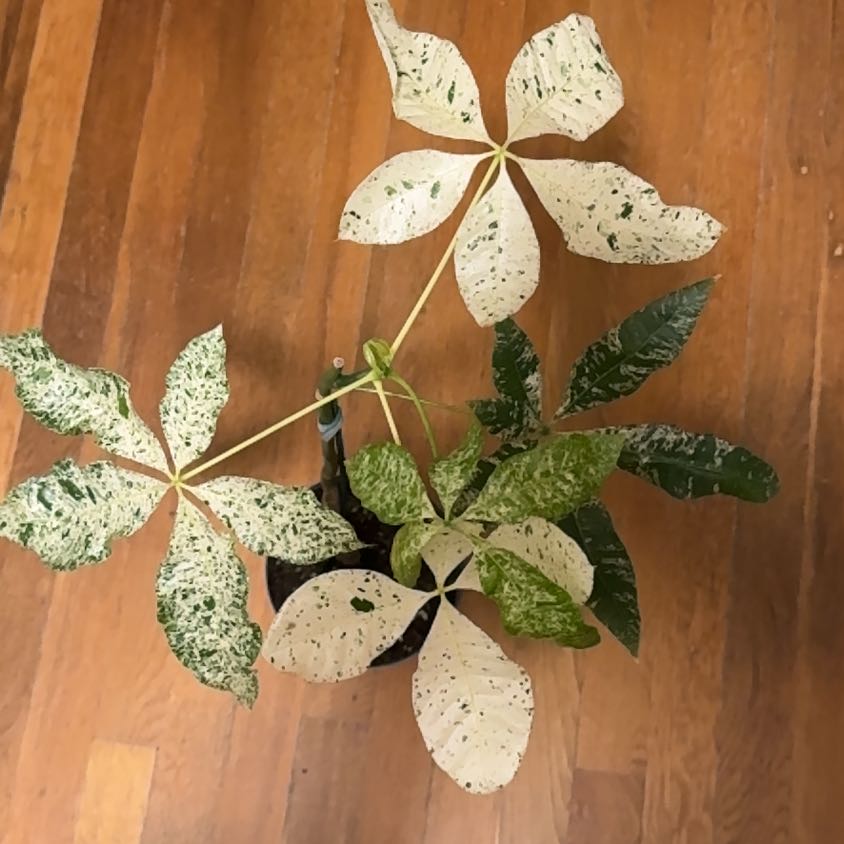 Photo of the plant species Money by @BonusTaraire85 named Treeyoncé on Greg, the plant care app
