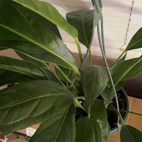 Photo of the plant species Anthurium Big Bill by @BonusTaraire85 named Sherlock on Greg, the plant care app