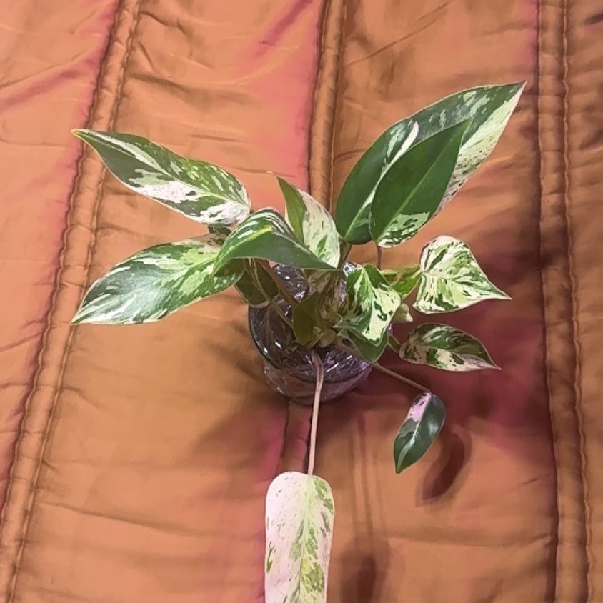 Photo of the plant species Emerald Philodendron by @BonusTaraire85 named Gaga on Greg, the plant care app