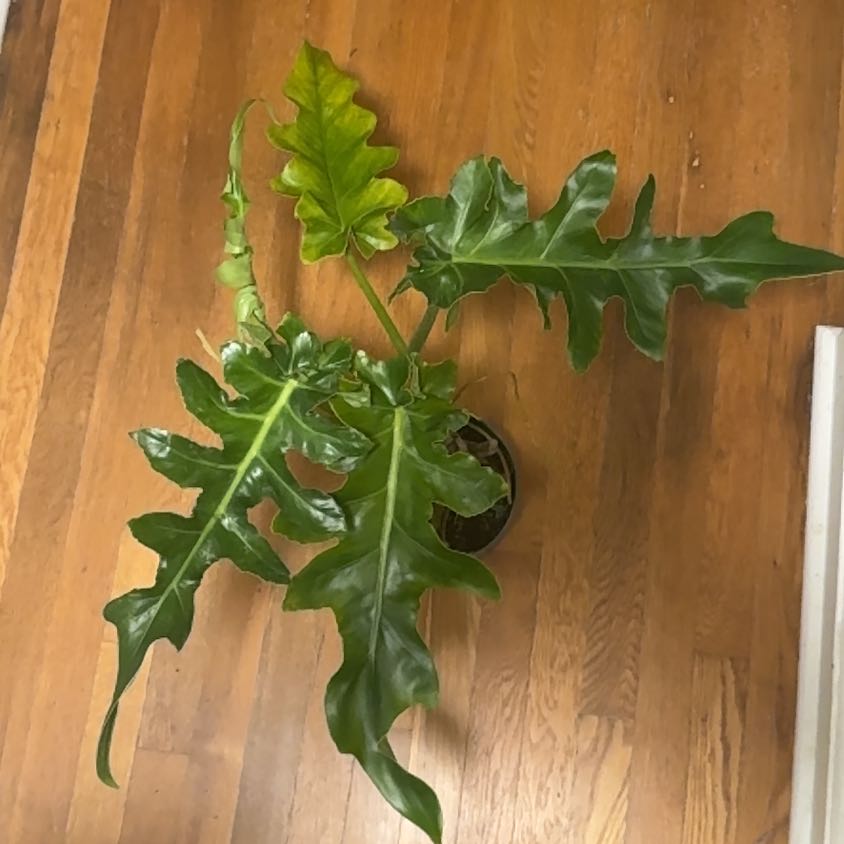 Photo of the plant species Philodendron Bob Cee by @BonusTaraire85 named Tupot amaroot on Greg, the plant care app