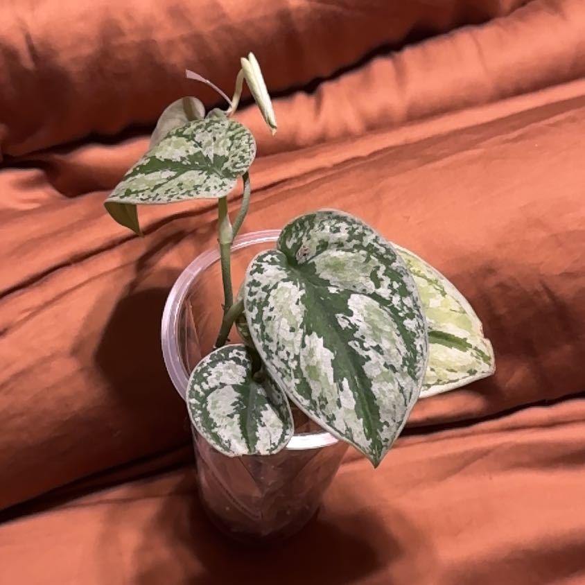 Photo of the plant species Scindapsus by @BonusTaraire85 named Lebron on Greg, the plant care app