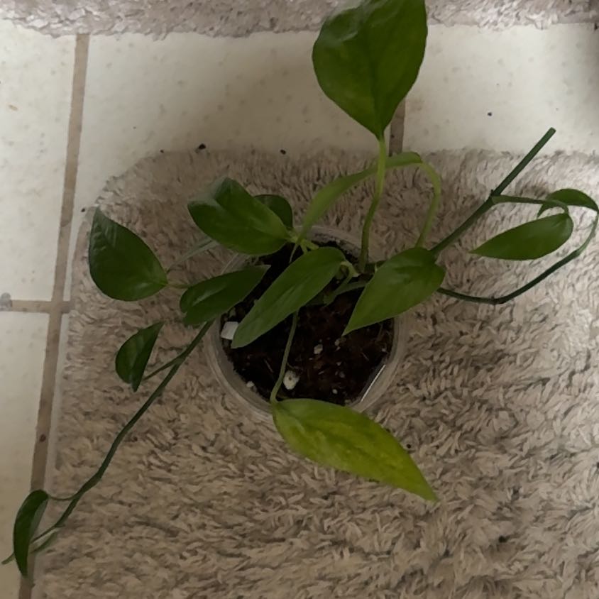 Photo of the plant species Epipremnum 'Cebu Mint' by @BonusTaraire85 named Treeyoncé on Greg, the plant care app