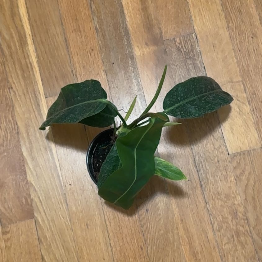 Photo of the plant species Philodendron patriciae by @BonusTaraire85 named Daphne on Greg, the plant care app