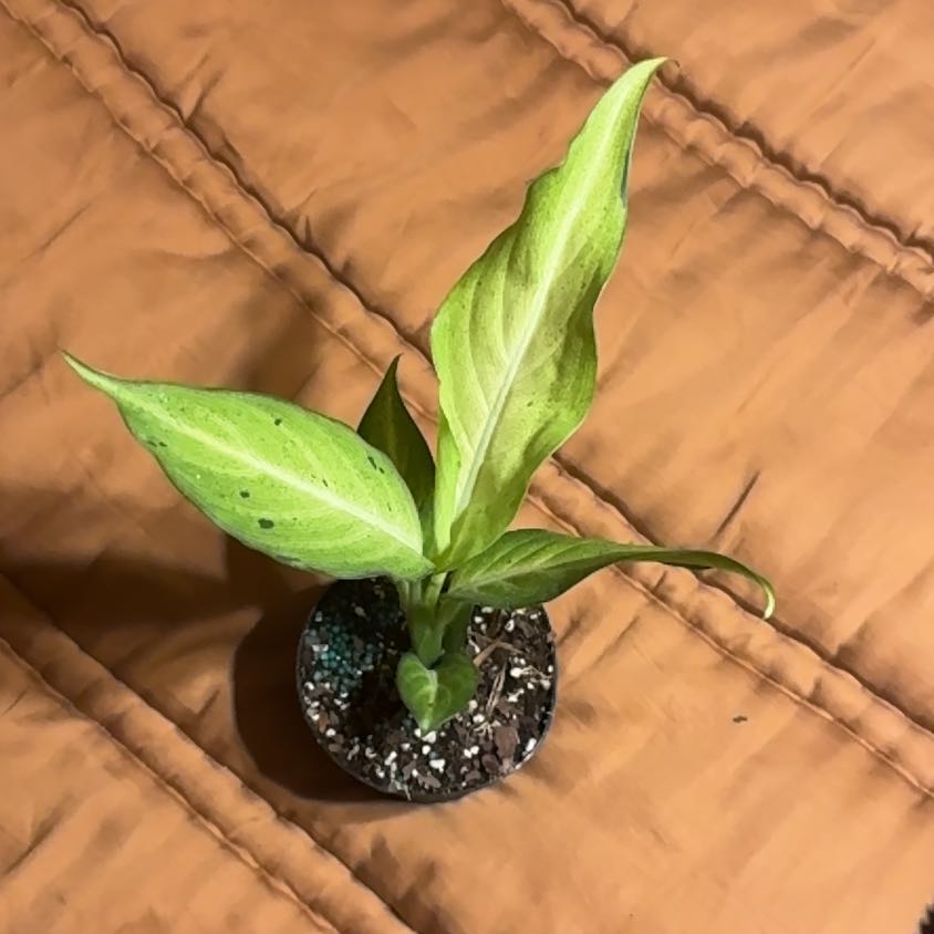 Photo of the plant species Camo Dumb Cane by @BonusTaraire85 named Sir Plancelot on Greg, the plant care app