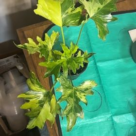 Photo of the plant species Little Holpe Philodendron by @BonusTaraire85 named Gobi on Greg, the plant care app