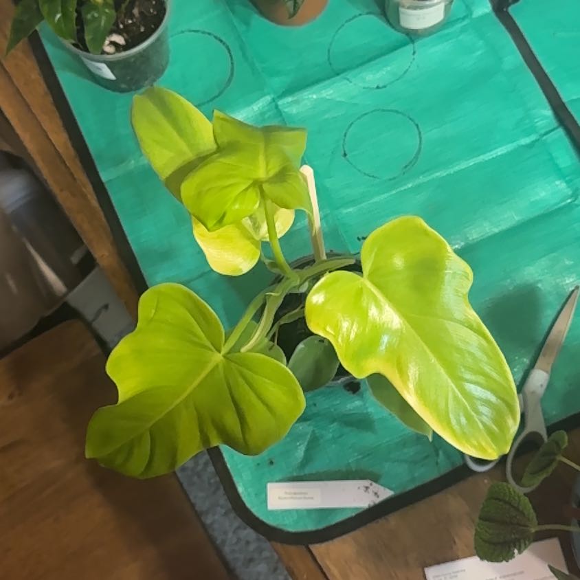 Photo of the plant species Golden Violin by @BonusTaraire85 named Austen on Greg, the plant care app