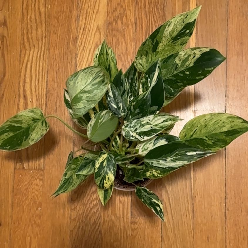 Photo of the plant species Philodendron 'Emerald Queen' by @BonusTaraire85 named Marilyn on Greg, the plant care app