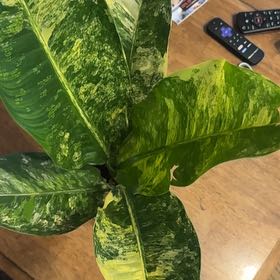 Photo of the plant species Dieffenbachia 'Big Ben' by @BonusTaraire85 named Harmony on Greg, the plant care app