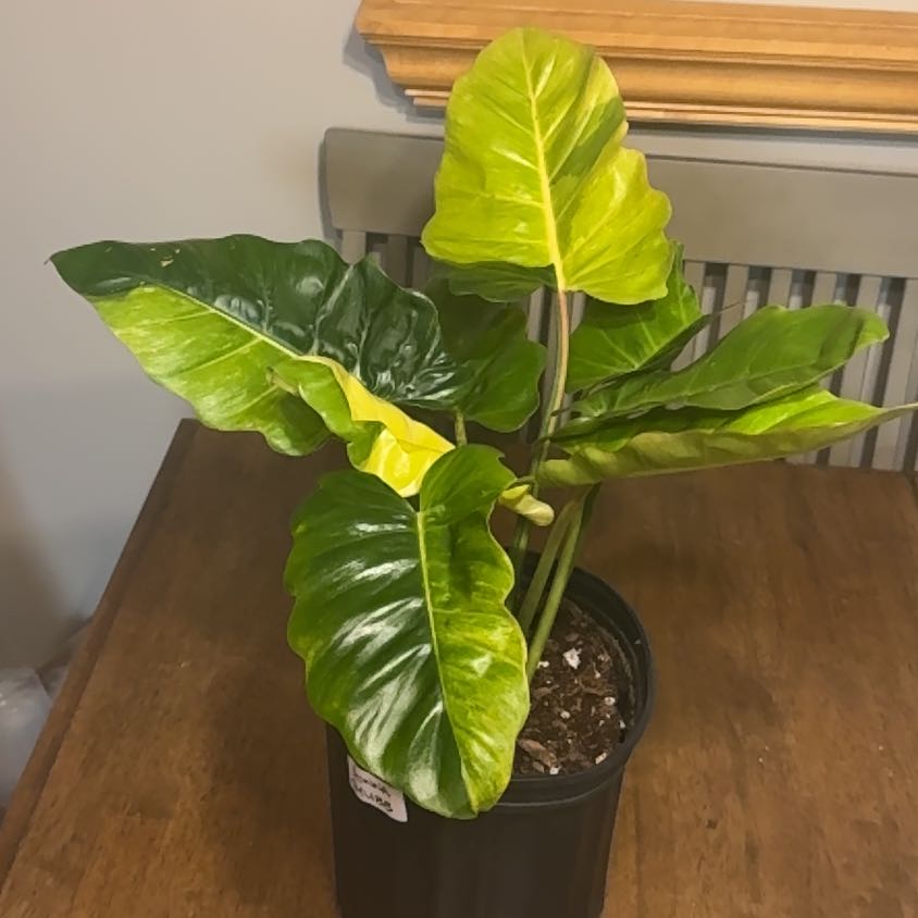 Photo of the plant species Jungle Fever Green by @BonusTaraire85 named Mando on Greg, the plant care app