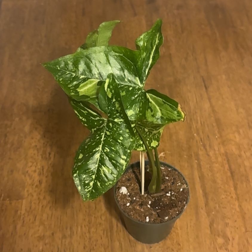 Photo of the plant species Syngonium by @BonusTaraire85 named Sanders on Greg, the plant care app