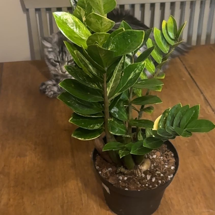 Photo of the plant species Zz Plant by @BonusTaraire85 named Elina on Greg, the plant care app