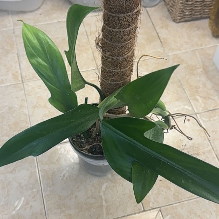 Photo of the plant species Philodendron panduriforme by @BonusTaraire85 named Baesil on Greg, the plant care app