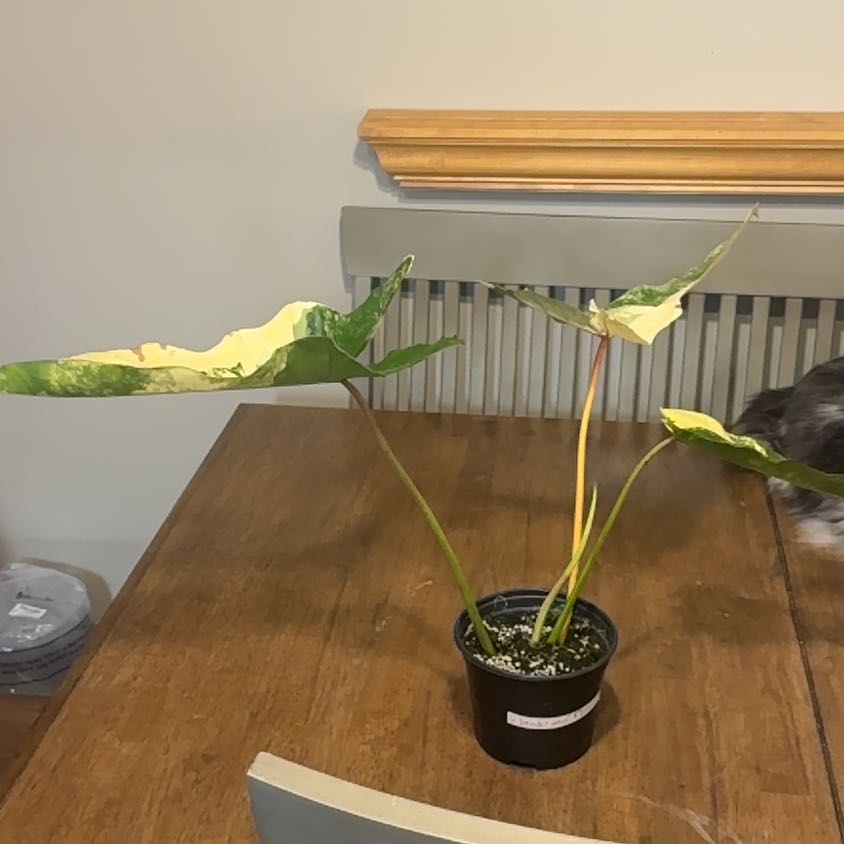 Photo of the plant species Philodendron 'Florida' by @BonusTaraire85 named Sanders on Greg, the plant care app