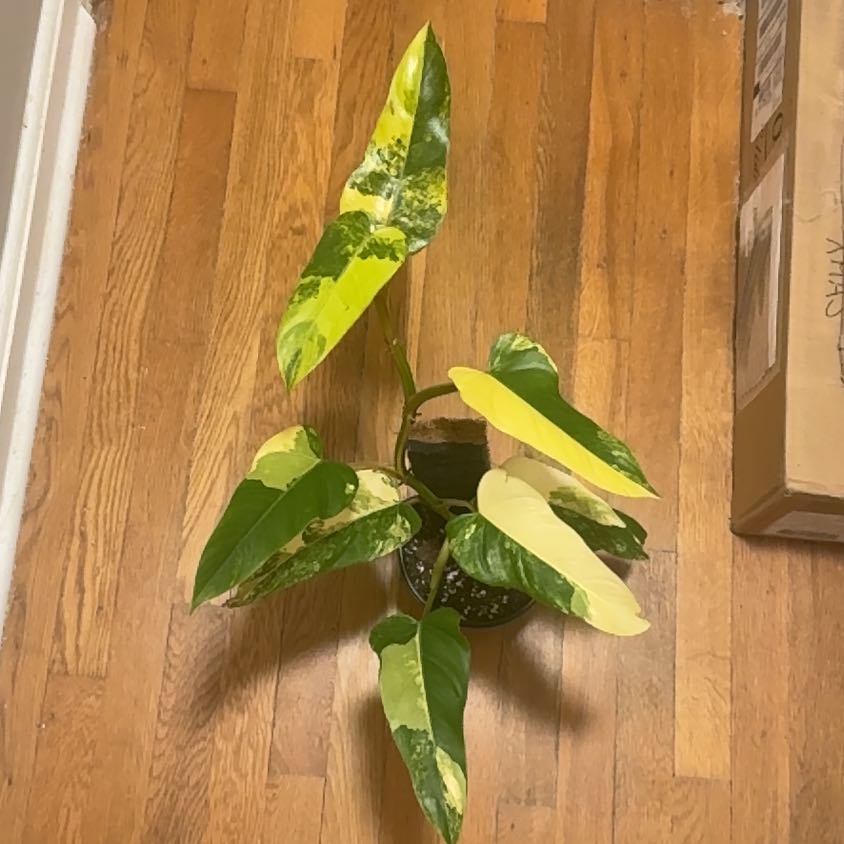 Photo of the plant species Philodendron Verigated Domesticum by @BonusTaraire85 named Madonna on Greg, the plant care app