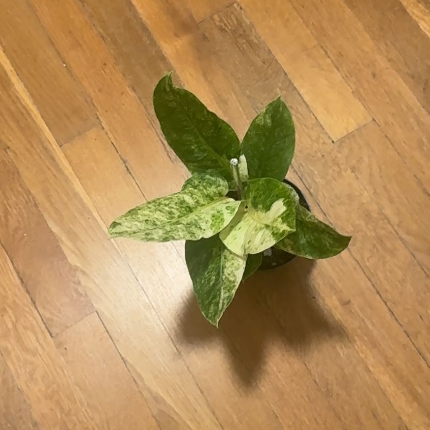 Photo of the plant species Variegated Hookeri by @BonusTaraire85 named Denali on Greg, the plant care app