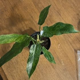 Photo of the plant species Philodendron Mottled Dragon by @BonusTaraire85 named Stella on Greg, the plant care app