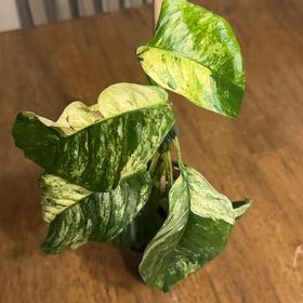 Photo of the plant species Rhaphidophora puberula 'Variegata' by @BonusTaraire85 named Michelle Branch on Greg, the plant care app