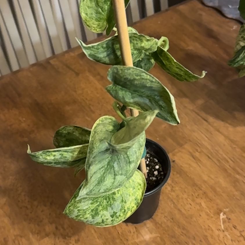 Photo of the plant species Satin Pothos by @BonusTaraire85 named Athena on Greg, the plant care app