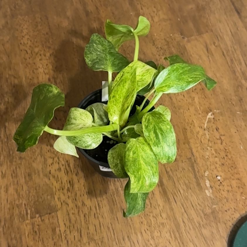 Photo of the plant species blizzard gigantium philodendron by @BonusTaraire85 named Sage on Greg, the plant care app