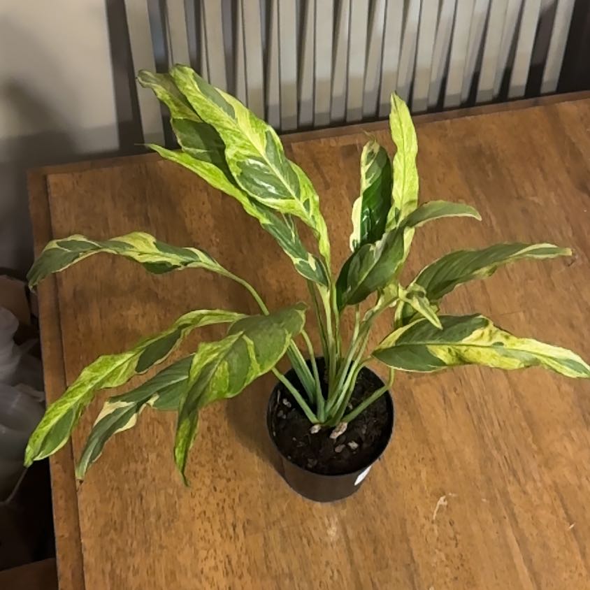 Photo of the plant species Variegated Peace Lily by @BonusTaraire85 named Bodhi on Greg, the plant care app