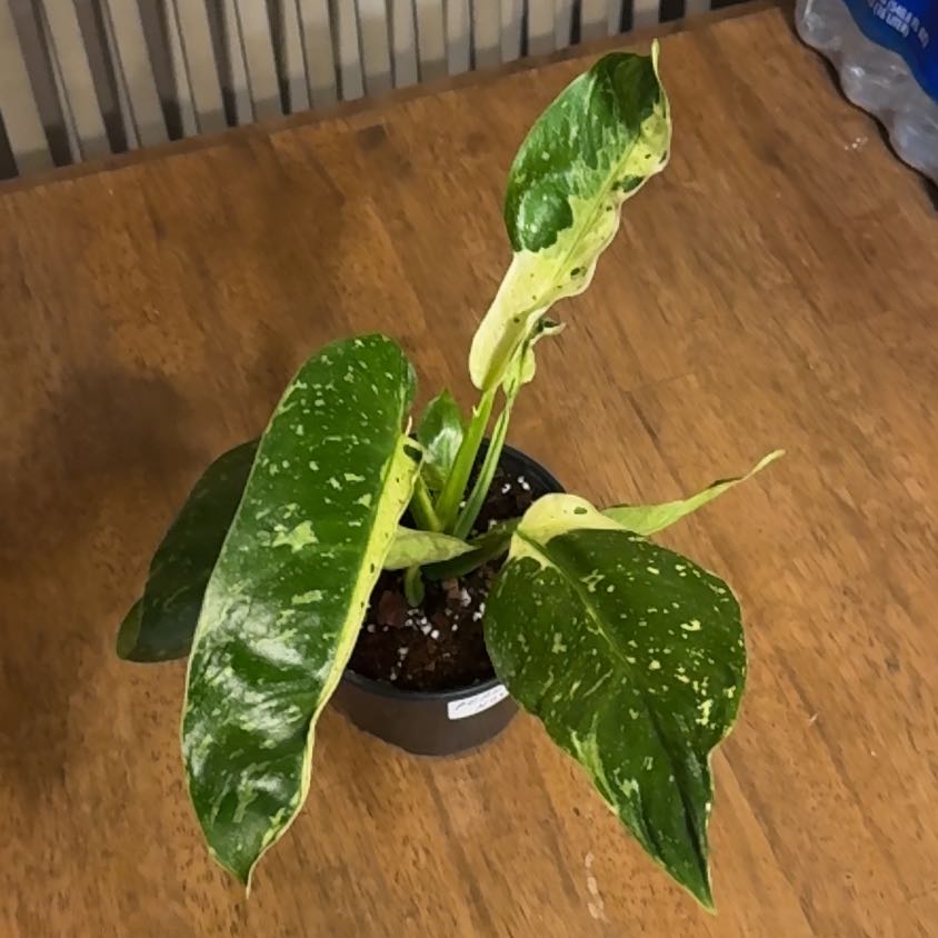 Photo of the plant species Philodenron Jose Buono by @BonusTaraire85 named Clooney on Greg, the plant care app
