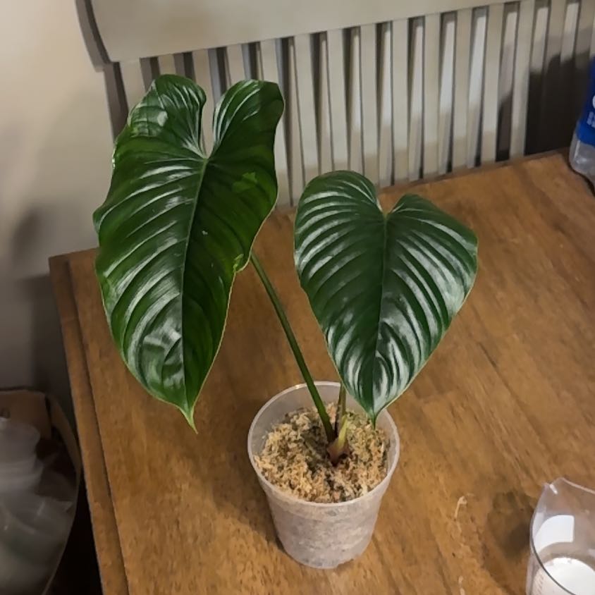 Photo of the plant species Philodendron rubrocinctum 'Platinum' by @BonusTaraire85 named Keanu Leaves on Greg, the plant care app