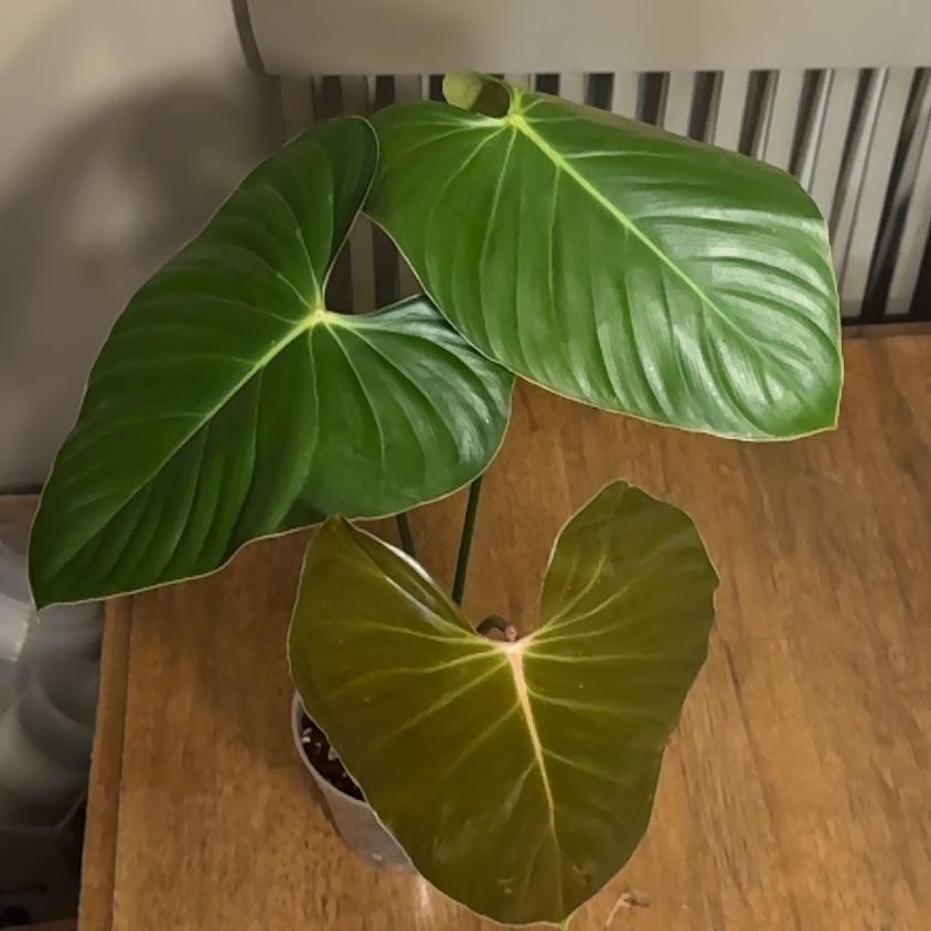 Photo of the plant species Philodendron Lynamii by @BonusTaraire85 named Queen on Greg, the plant care app