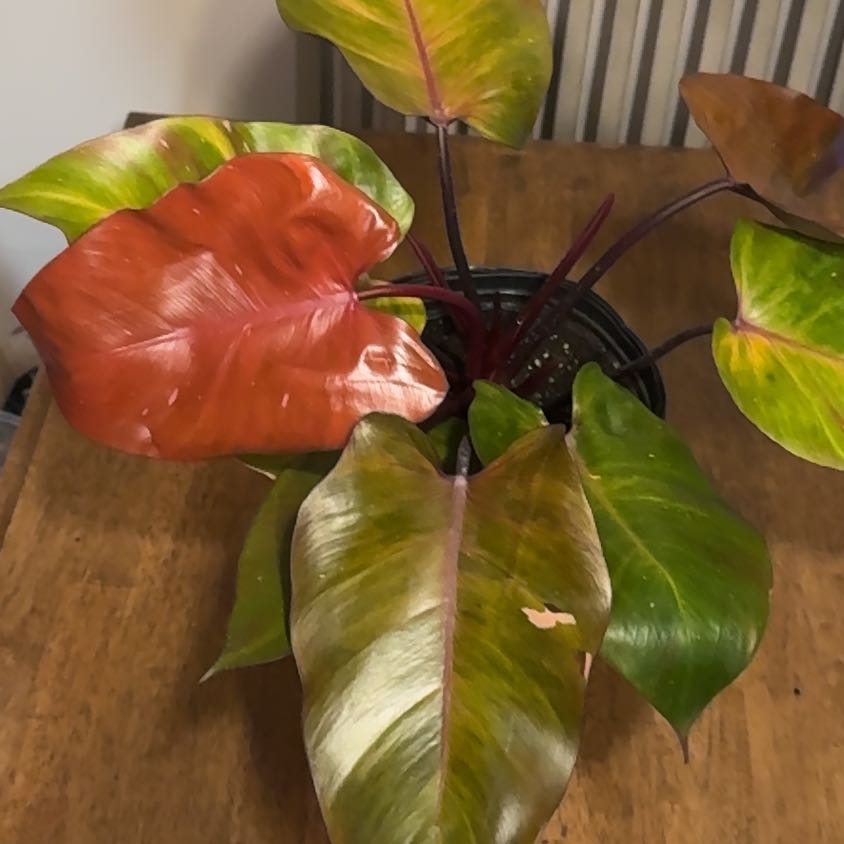 Photo of the plant species Philodendron Persimmon Princess by @BonusTaraire85 named Kylie on Greg, the plant care app