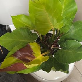 The Complete Yellow Flame Philodendron Plant Care Guide: Water