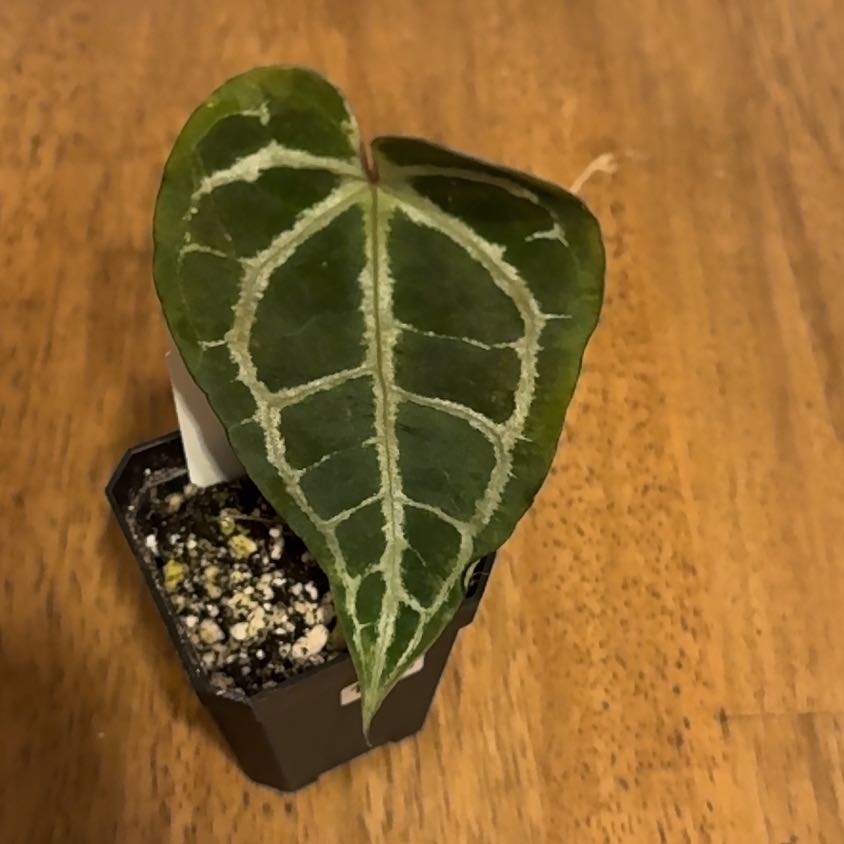 Photo of the plant species Anthurium Doc Block Michelle by @BonusTaraire85 named Leonardo on Greg, the plant care app