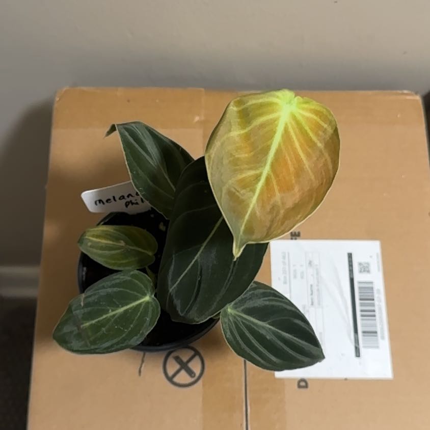 Photo of the plant species Philodendron Melanochrysum x Verrucosum by @BonusTaraire85 named Willow on Greg, the plant care app