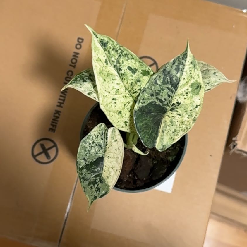 Photo of the plant species Alocasia Dragon Scale mint Verigated by @BonusTaraire85 named Messi on Greg, the plant care app