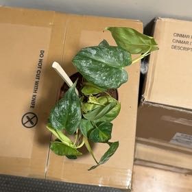 Photo of the plant species Philodendron 'Majestic' by @BonusTaraire85 named Duke on Greg, the plant care app