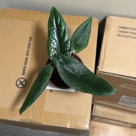 Photo of the plant species Red Scalprum by @BonusTaraire85 named Marley on Greg, the plant care app