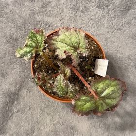 Plant care for Harmonys The Joker Begonia on Greg, the plant care app
