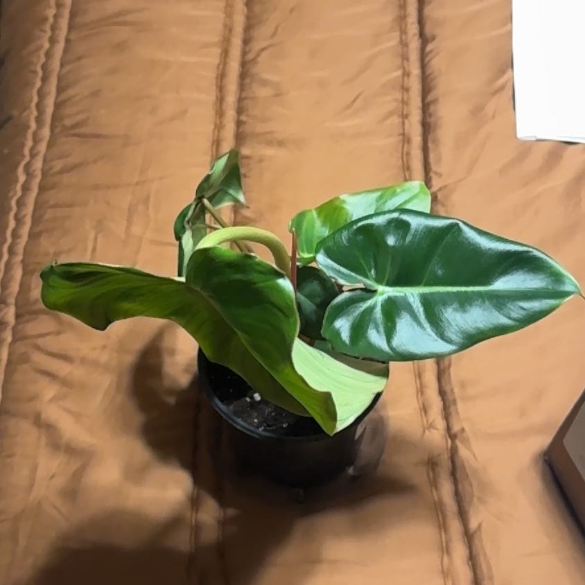 Photo of the plant species Philodendron billietiae x pastazanum by @BonusTaraire85 named Harper on Greg, the plant care app
