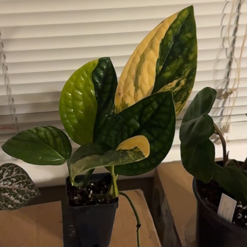Photo of the plant species Variegated Monstera Peru by @BonusTaraire85 named Messi on Greg, the plant care app