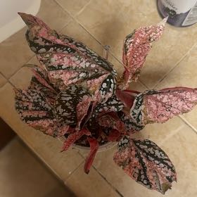 Photo of the plant species Begonia rex-cultorum 'Snow Capped' by @BonusTaraire85 named Cleopatra on Greg, the plant care app