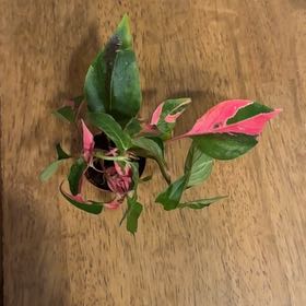 Photo of the plant species Joseph's Coat 'Partytime' by @BonusTaraire85 named Tolkien on Greg, the plant care app