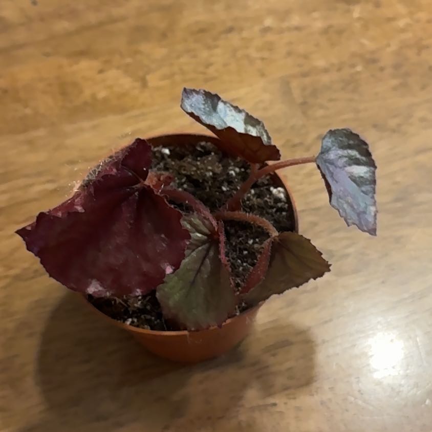 Photo of the plant species Rex Begonia by @BonusTaraire85 named Marilyn on Greg, the plant care app