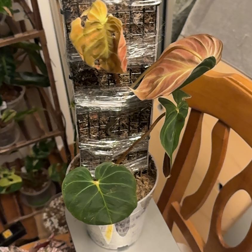 Photo of the plant species Philodendron 'Verrucosum' by @BonusTaraire85 named Muhammad Ali on Greg, the plant care app