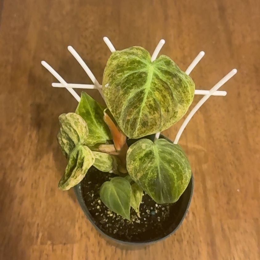 Photo of the plant species Philodendron El Choco Red by @BonusTaraire85 named Demi on Greg, the plant care app