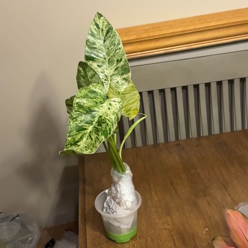 Photo of the plant species Variegated Philodendron Giganteum by @BonusTaraire85 named Plato on Greg, the plant care app