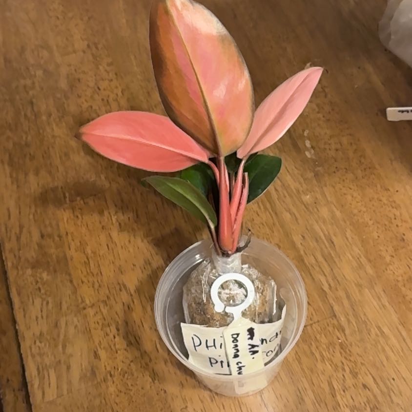 Photo of the plant species Philodendron Pink Congo by @BonusTaraire85 named Mochi on Greg, the plant care app