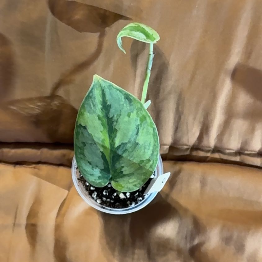 Photo of the plant species Scindapsus 'Yupa' by @BonusTaraire85 named Sherlock on Greg, the plant care app