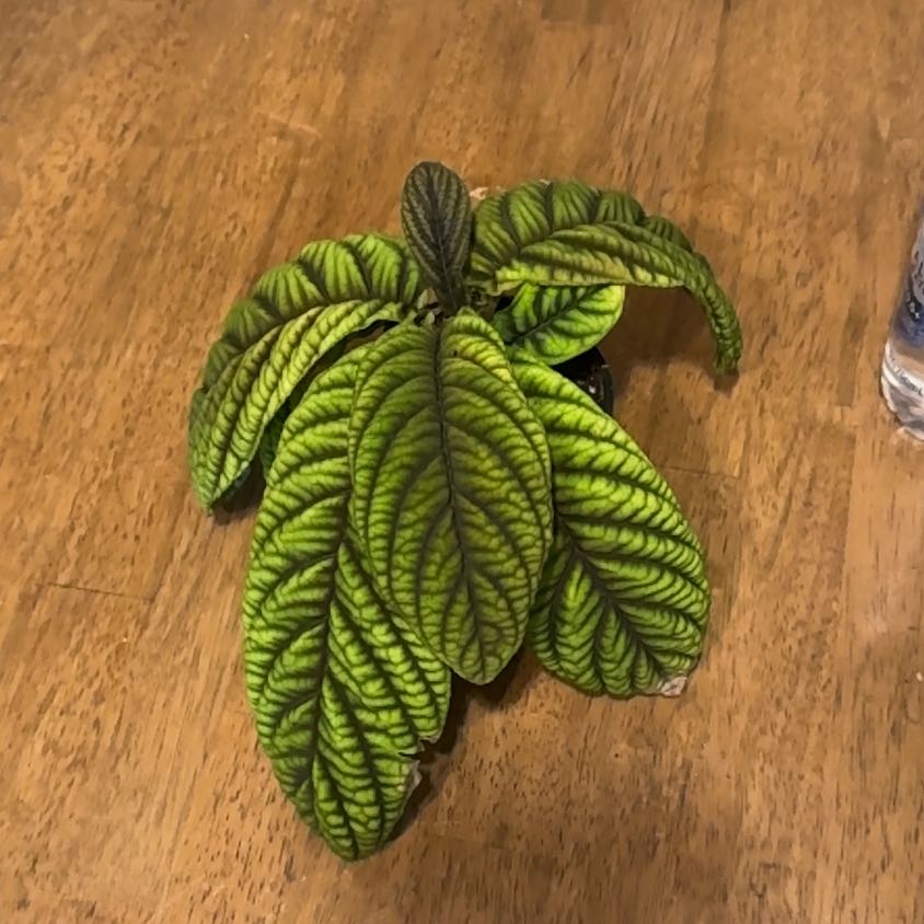 Photo of the plant species Ardisia 'Cool Fire' by @BonusTaraire85 named Robert Plant on Greg, the plant care app