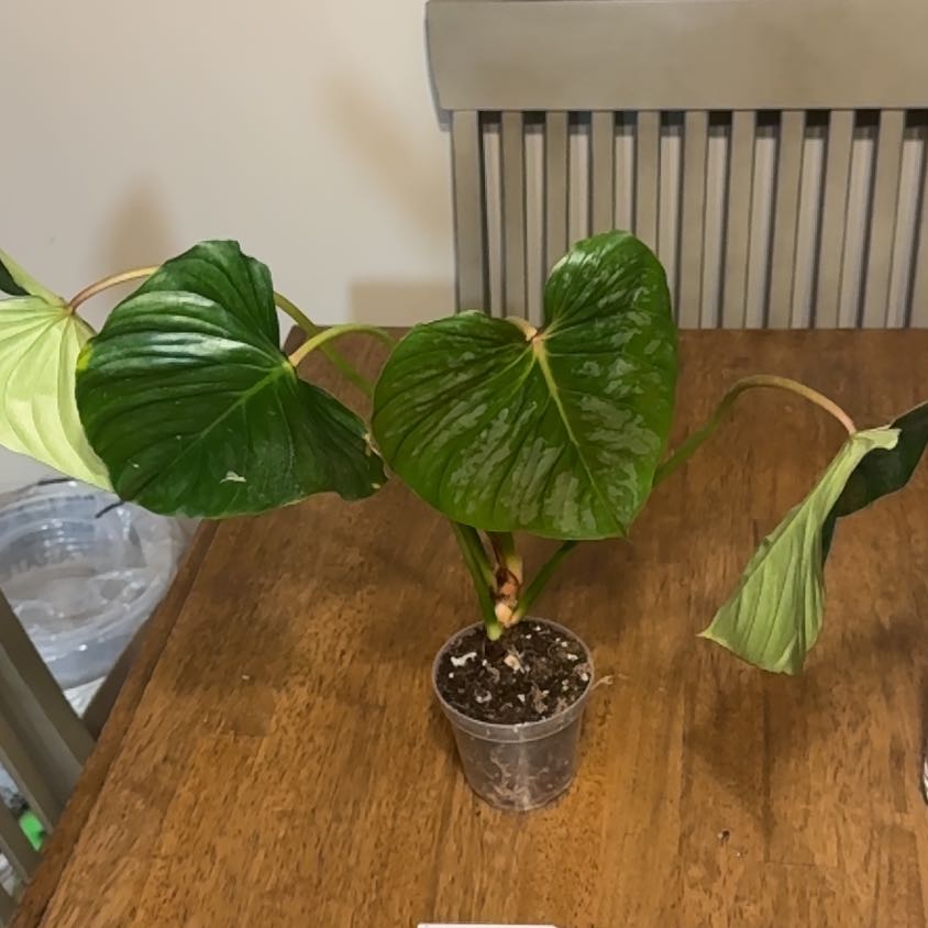 Photo of the plant species Philodendron 69686 by @BonusTaraire85 named Foxxy on Greg, the plant care app