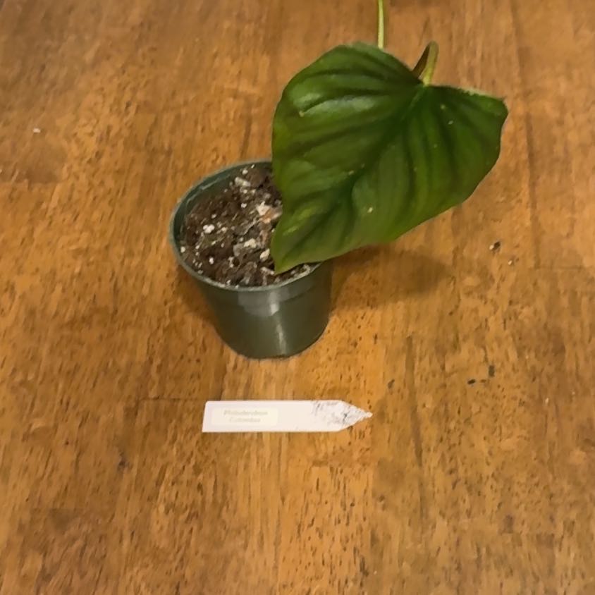 Photo of the plant species Philodendron 69686 by @BonusTaraire85 named Girlfrond on Greg, the plant care app