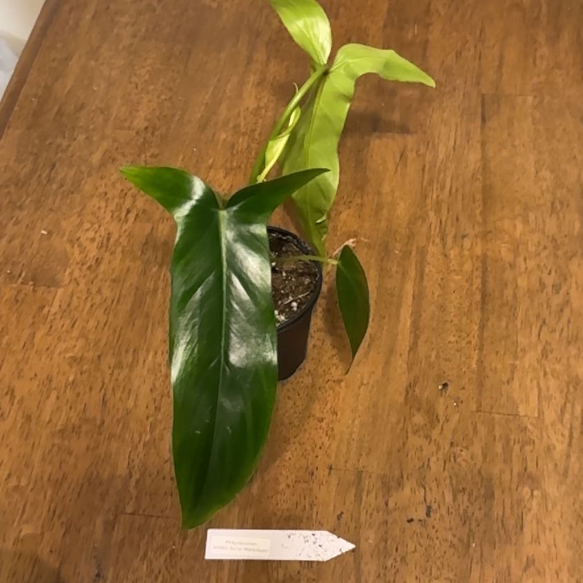 Photo of the plant species Philodendron 69686 by @BonusTaraire85 named Bodhi on Greg, the plant care app
